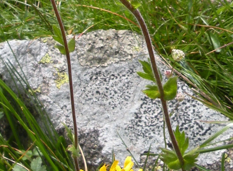 Fiori e frutti di Geum montanum